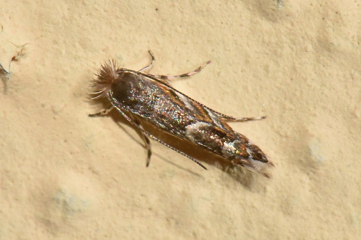 Gracillariidae: Phyllonorycter robiniella?